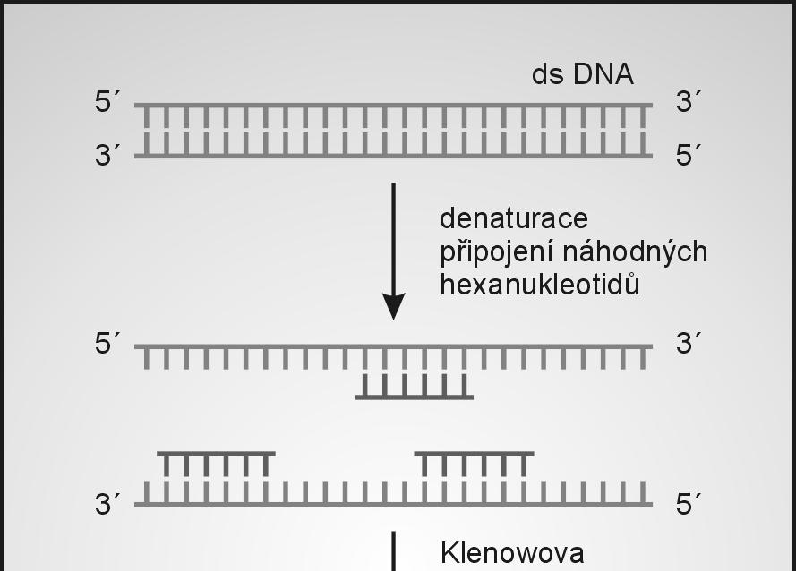 Značení DNA pomocí náhodných oligonukleotidů