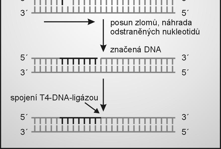 nukleotidů od místa zlomu DNA polymerázou I (exonukleázová