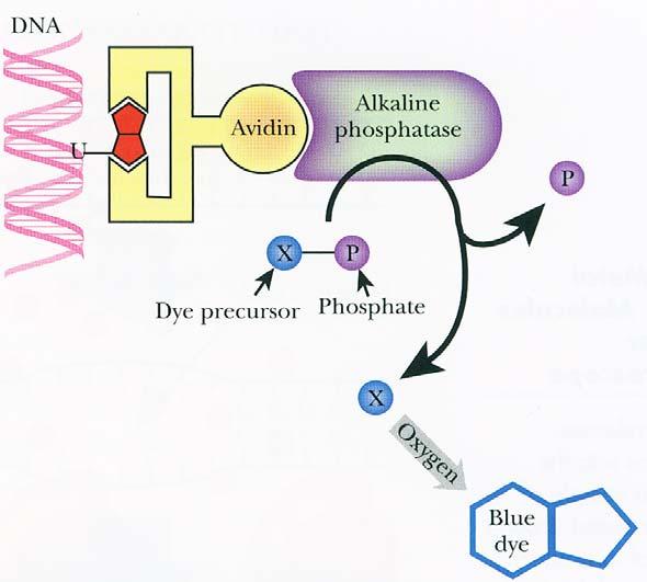 Detekce biotinu protilátkou s navázanou alkalickou fosfatázou (AP) Substrát pro AP: A) X-fosfát + NBT B) lumi-fosfát Enzymová