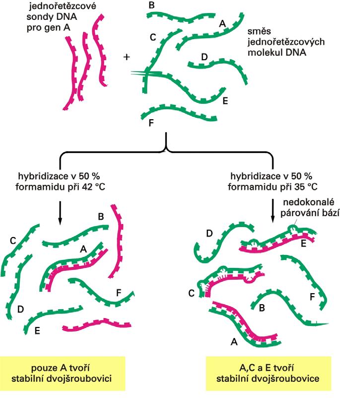 Stupeň stringence reakční podmínky pro hybridizaci