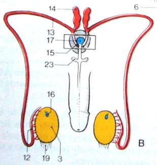 Descent of gonads, ttwo sets of ducts (mesonephric - Wolffian,