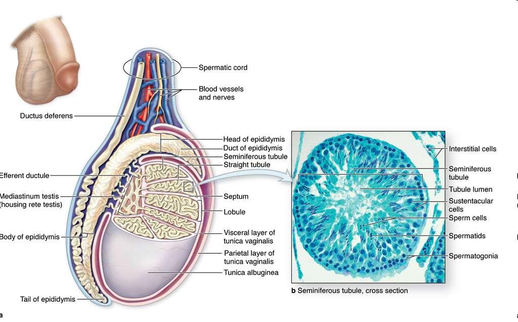 Testis and seminiferous tubules, průměr