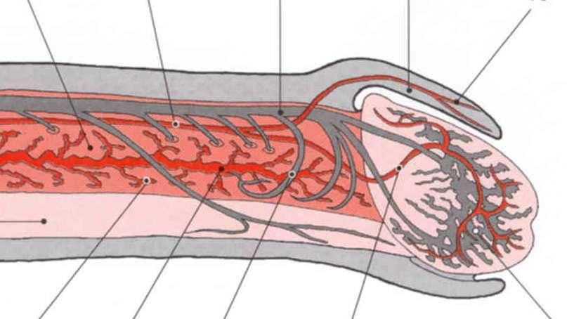 Průřez penisem: kůže, tunica dartos, fascia penis superficialis, - profunda, tunica albuginea, septum penis,