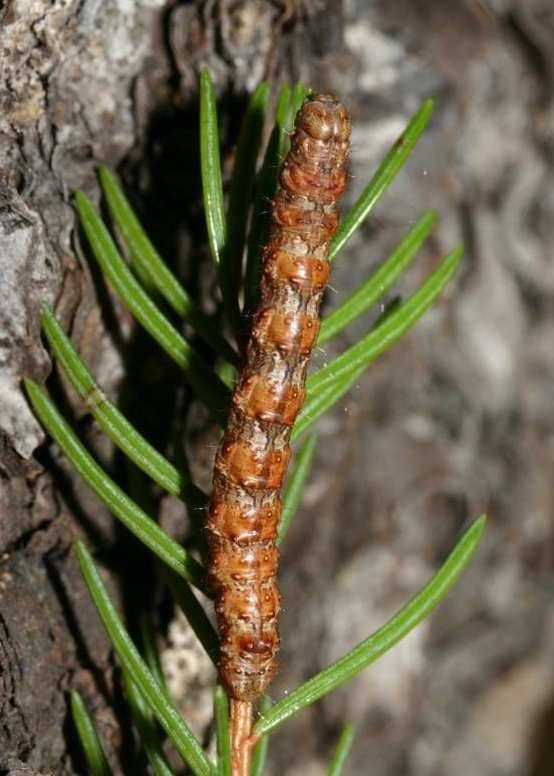 2010): T. variata a P.