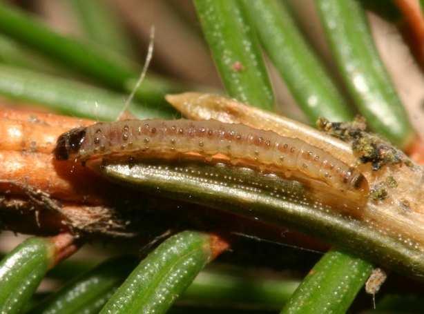 pinicolella