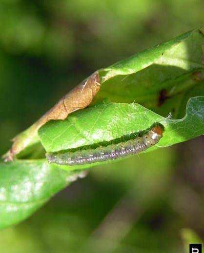 defoliaria na rôznych