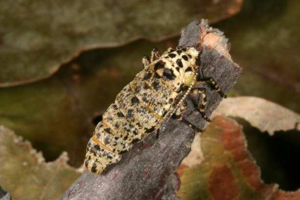 Húsenice na dube Duby (Quercus spp.) modelové hostiteľské dreviny húseníc, množstvo štúdií.