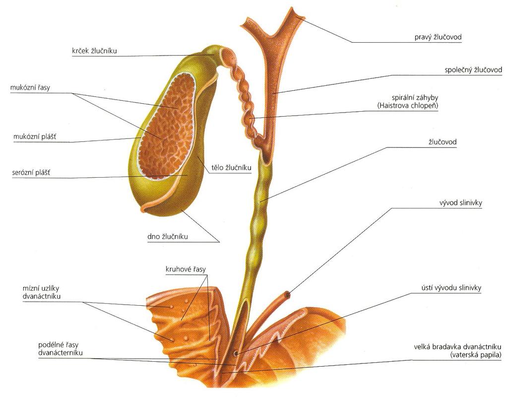 Žlučník (vesica fellea): Žlučník (vesica fellea): leží na spodní ploše jater má kapacitu asi 60ml žluč z jater se