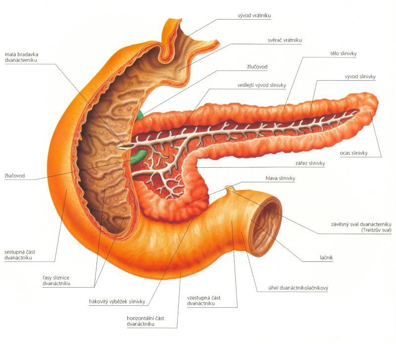 SLINIVKA BŘIŠNÍ (PANCREAS) Podlouhlá žláza šedorůžové barvy, dlouhá asi 28 cm, leží za žaludkem Slinivka