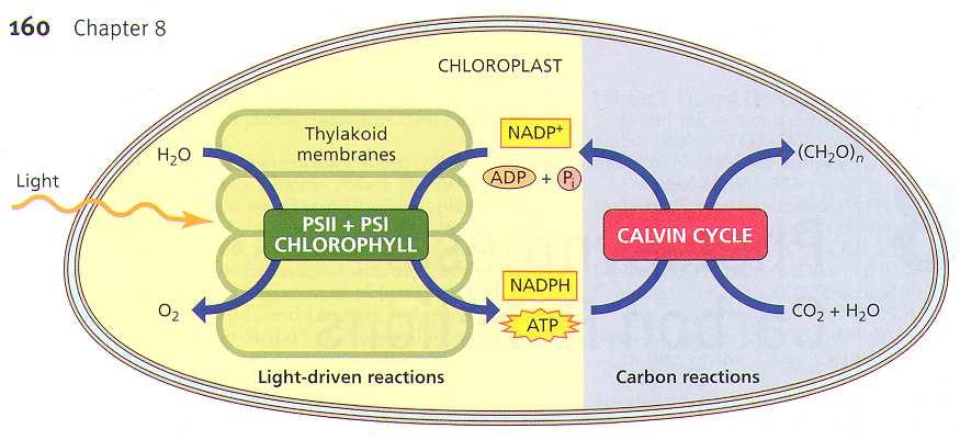 5. Fotosyntetická fixace CO 2 Calvinův cyklus, Rubisco, fotorespirace Jako podklad z části využita prezentace: Carbon-Fixing Reactions of