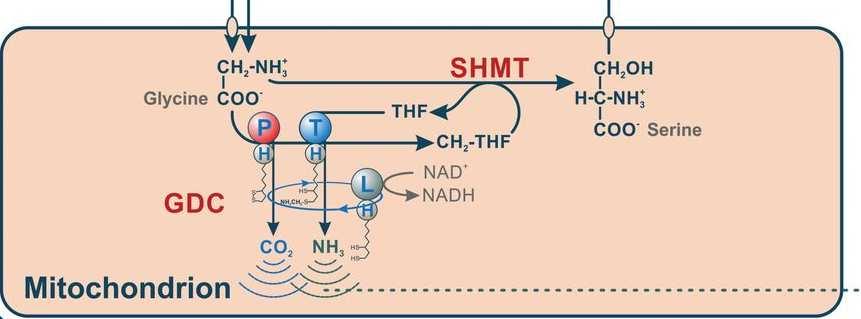 Uvolnění CO 2 a NH 3 při fotorespiraci serine hydroxymethyltransferase (tetrahydrofolát) (SHMT) 2x Glycin Serin Glycin dekarboxylázový komplex (GDC) Hagemann, M., Kern, R., Maurino, V.G., Hanson, D.T., Weber, A.