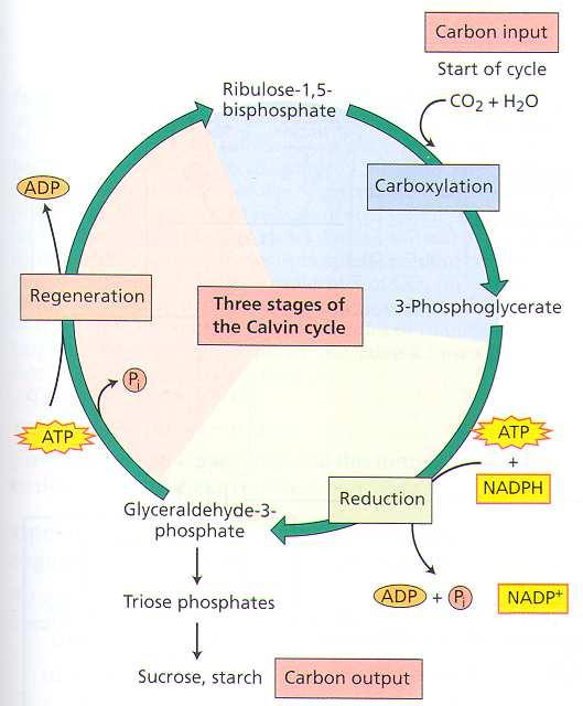 Calvinův cyklus 3 fáze: 1)