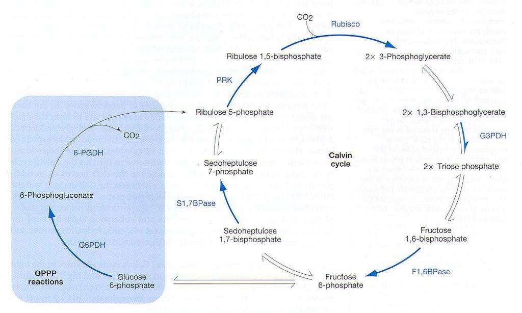 Calvinův cyklus sdílí mnoho enzymů s pentózafosfátovým cyklem regulace! Aktivace enzymů Calvinova cyklu Světlo! = spuštění světelných reakcí fotosyntézy Signály: - zvýšení red./ox.