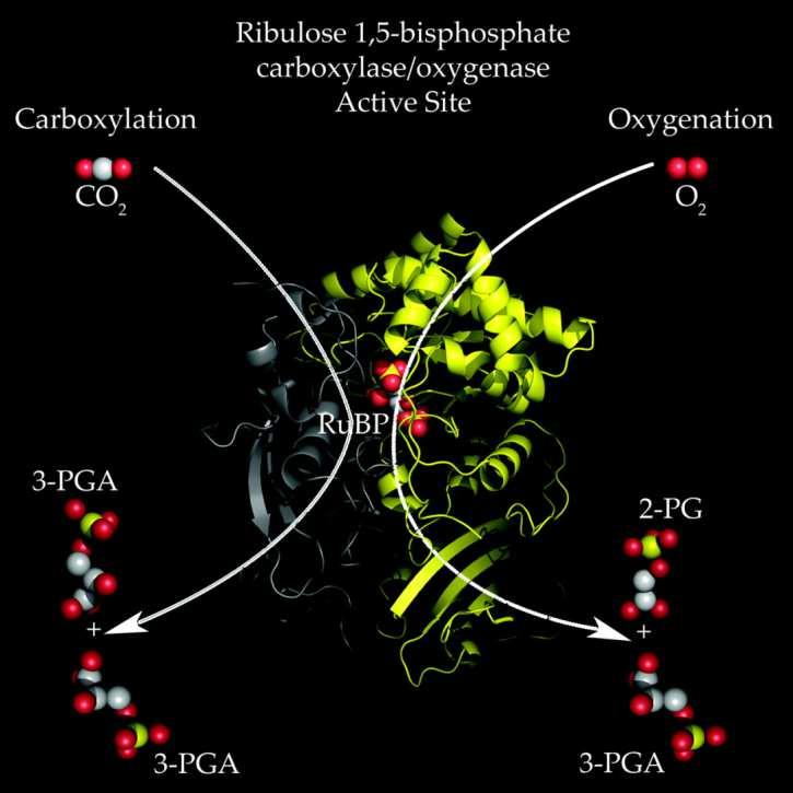 Aktivace enzymů Calvinova cyklu zvýšení red./ox. formy ferredoxinu - thioredoxinu (Cys-Gly-Pro-Cys) f, m, (x, y oxid.