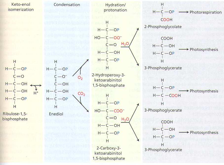 carbamylation of the active site lysine. Proc.