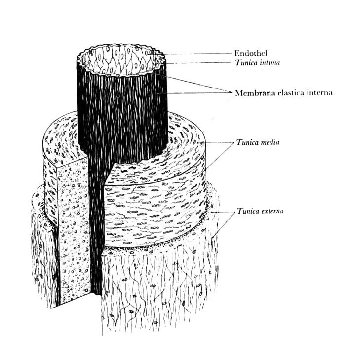 Endothelium Tunica interna (lungitudinalně) Membrana elastica interna Tunica