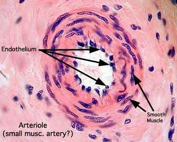 Arteriola < 0.5 mm TI: endotel + subendotel membrana elastica int.