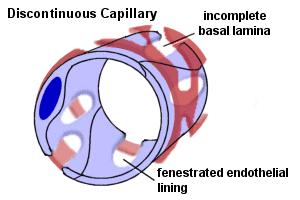 Sinusoidní kapilára (sinusoida) 8-40 m V endotelu fenestra, póry, a intercel.