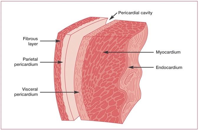 Srdeční stěna endokard myokard epikard perikard (osrdečník) Perikardová dutina parietální list