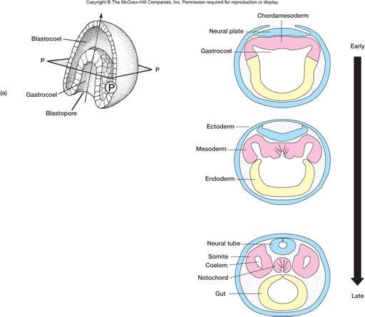 Specifika gastrulace Chordata: Enterocoelní