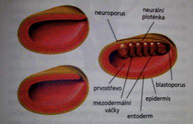prvoústa neurenterický kanál Chordata mesoderm se zakládá ve formě vzájemně oddělenných váčků