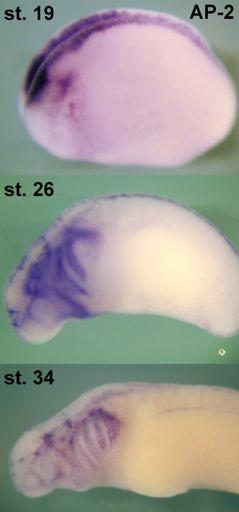 Neural crest : neurální lišta m.j.