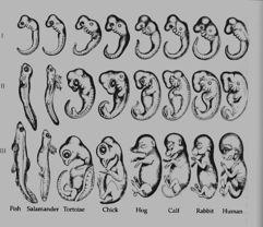 Haeckel