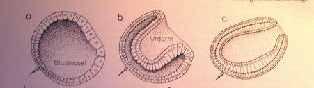 Metazoa Základní ontogenetická apomorfie: gastrulace Vajíčko! morula! blastula (blastocoel)!