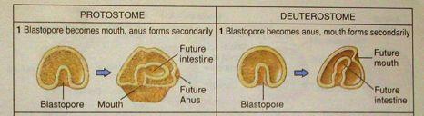 Protostomia blastoporus: ad. ústa příp.