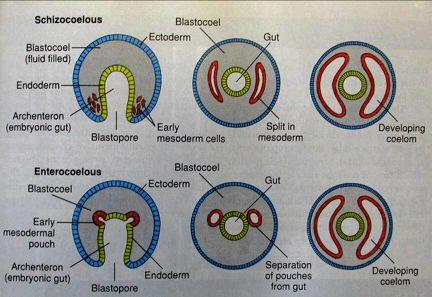 PROTOSTOMIA : coelom schizocoelií