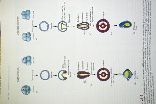 PROTOSTOMIA DEUTEROSTOM Spirální rýhování Radiální rýhování Schizocoelie