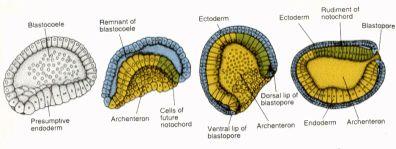 GASTRULACE II u všech Deuterostomia gastrulační