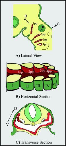 The pharyngeal pouches are outpocketings of the endoderm at precise sites along the anterioposterior axis.