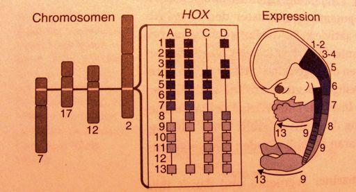 Hox geny uspořádány v genomu v kompaktních shlucích, v rámci nichž jsou jednotlivé geny seřazeny přesně v pořadí v