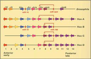 Hox Complexes of Drosophila and Mammals The Hox complex has been duplicated twice in mammalian genomes and comprises 39 genes.