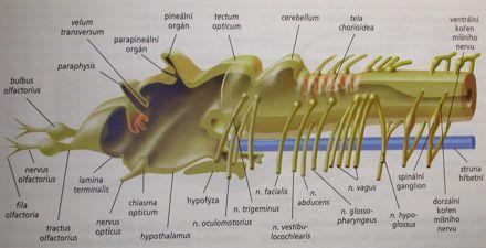 Trubicovitá CNS: 5-dílný mozek (3 odd.