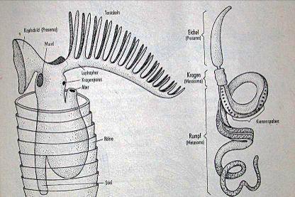 Pterobranchia: Rhabdopleura