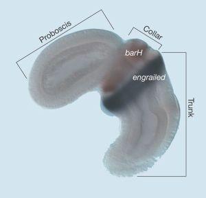 Evo-Devo Saccoglossus (Enteropneusta) - embryonální exprese morfogen engrailed (u obratlovc marker