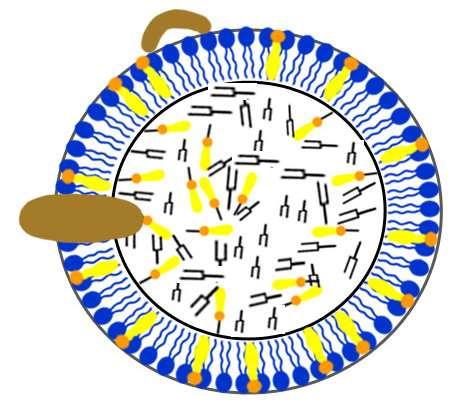 becná struktura lipoproteinu Apoproteiny Fosfolipidy Apoproteiny