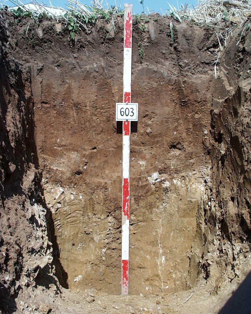 Basal soil