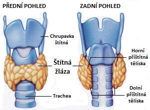 1.3 Medulární karcinom štítné žlázy 1.3.1 Štítná žláza Štítná žláza (Obr.