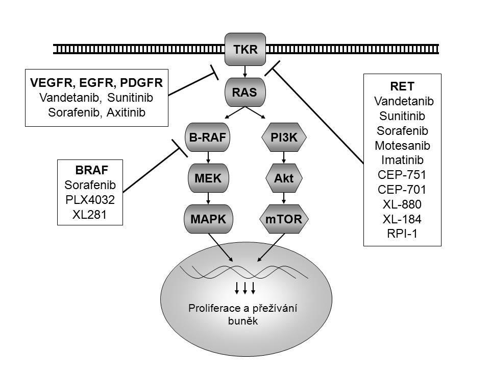 Možnosti jsou zatím testovány zejména in vitro na tkáňových kulturách nebo na zvířecích modelech (Castellone et al. 2008, Ceratto et al. 2009).