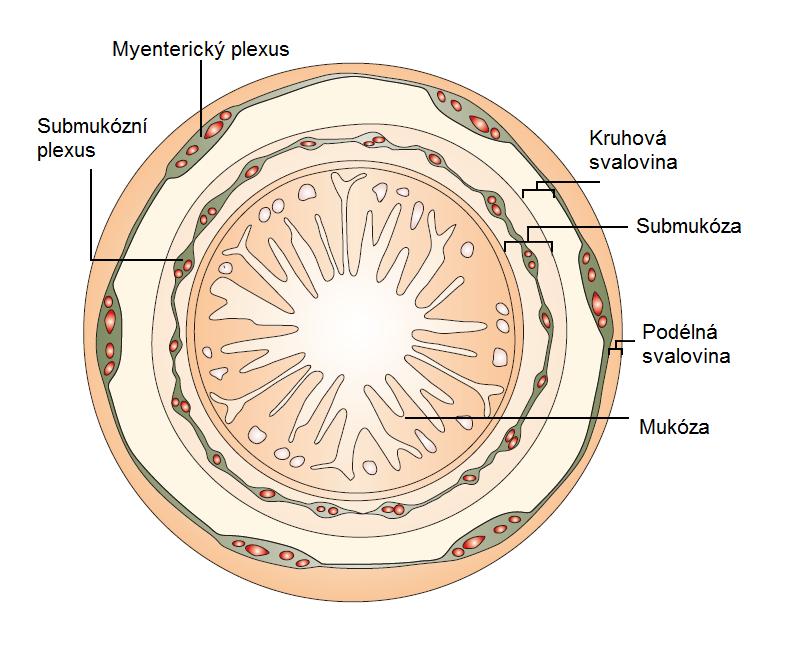 1.4 Hirschsprungova choroba Hirschsprungova choroba (HSCR), též megacolon congenitum, je vrozené onemocnění enterického nervového systému, které je charakterizováno absencí gangliových buněk