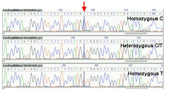 Single Nucleotide