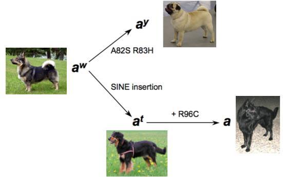 jako u myší, kde byla ve stejném intronu 1a objevena SINE inzerce o délce 6 kb způsobující taktéž zbarvení nazývané black-and-tan (Dreger, 2011; Schmutz, 2014).