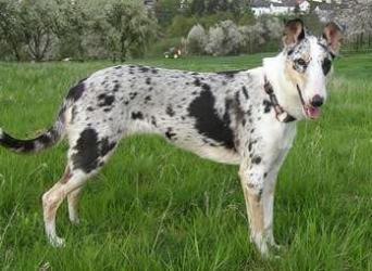 5.14.1 Gen PMEL Pro merle zbarvení byl identifikován gen PMEL též označovaný SILV, tento gen se nachází na chromozomu CFA10 (Hédan, 2006). 5.14.2 Alela M Dominantní alela M podmiňuje merle zbarvení (obr.