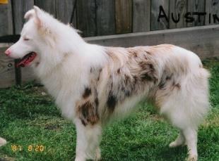 21) označujeme jako double-merle, tento genotyp je spojen se výrazným omezením pigmentace a závažnými vrozenými vadami, tito psi nesmí být zapsáni do plemenné knihy (Dostál, 2007). Obr.