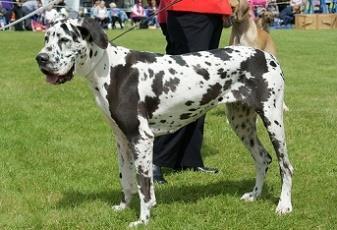5.14.5 Alely M h a M T K lokusu M byla dříve některými autory řazena i alela M h způsobující takzvané harlekýn zbarvení u dog a alela M T podmiňují zbarvení označované jako tweed, v současnosti je