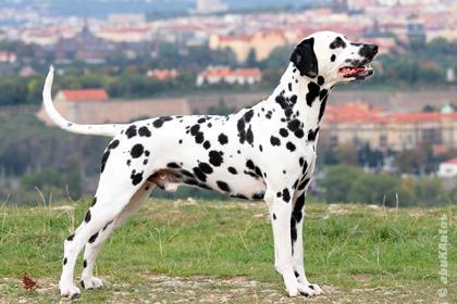 Standard boxera neumožňuje křížení jedinců, kteří by dali potomstvo s w s w (Barsh, 2007). Alela s w se také podílí na typickém zbarvení dalmatinů obr. 28 (Dostál, 2007). Obr.