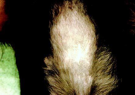 6.3.1 Alopecie barevných mutantů Alopecie barevných mutantů (anglicky colour dilution alopecia, color dilution alopecia nebo Blue Doberman syndrome) je dědičné onemocnění, které se vyskytuje